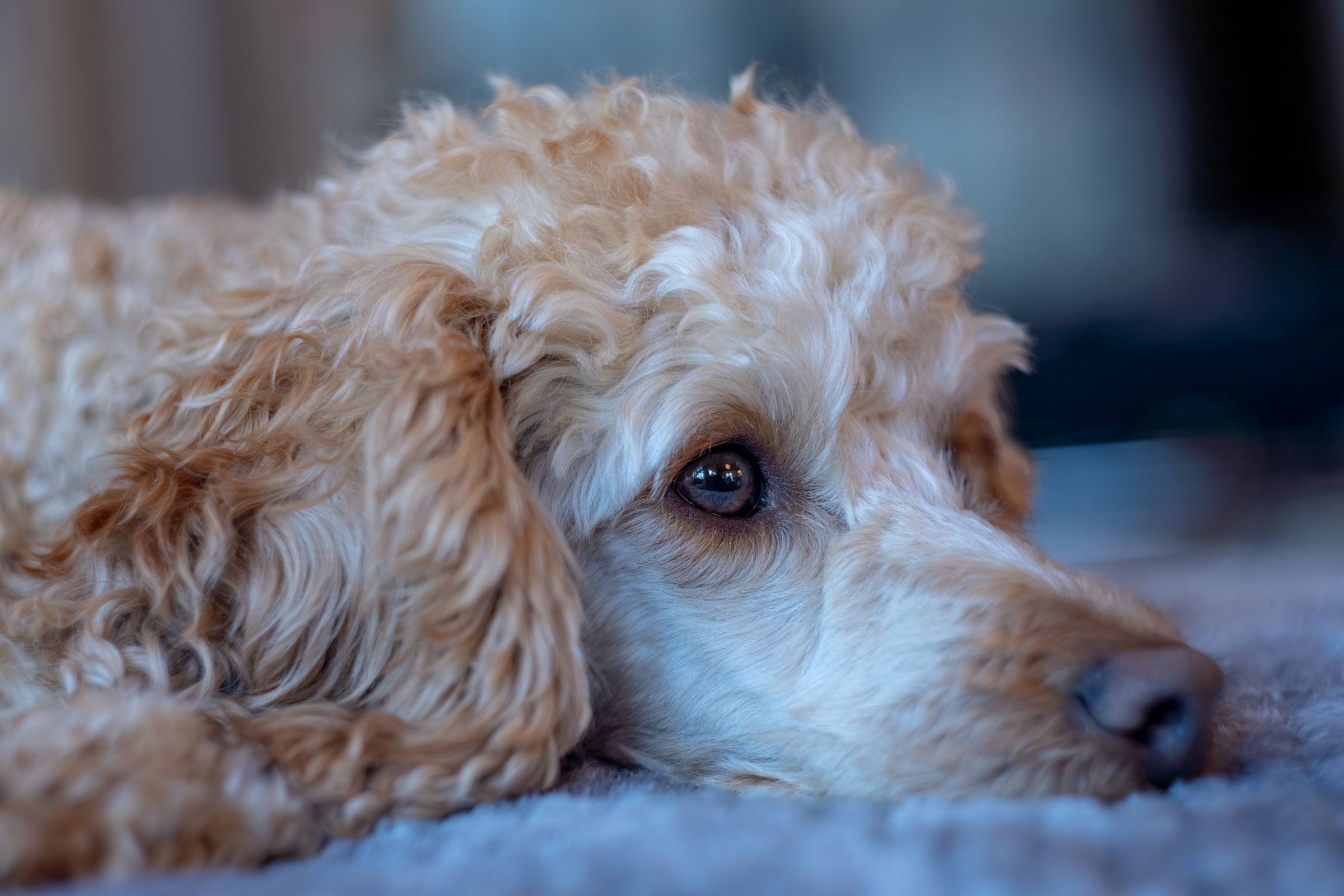Close-up of an apricot-coloured curly Poodle lying on a grey carpet with its head down, looking up calmly