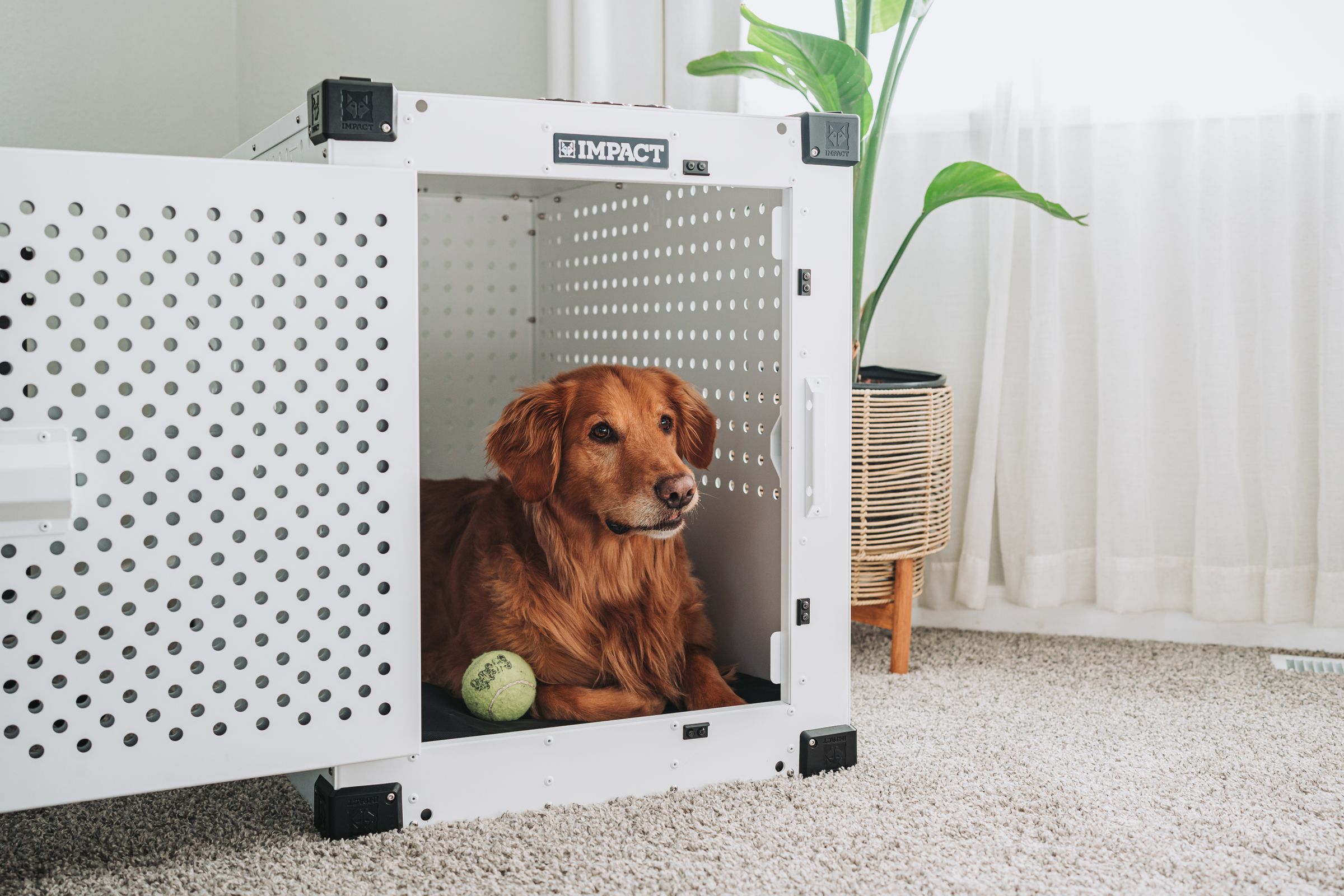 Poodle resting relaxed in an open crate
