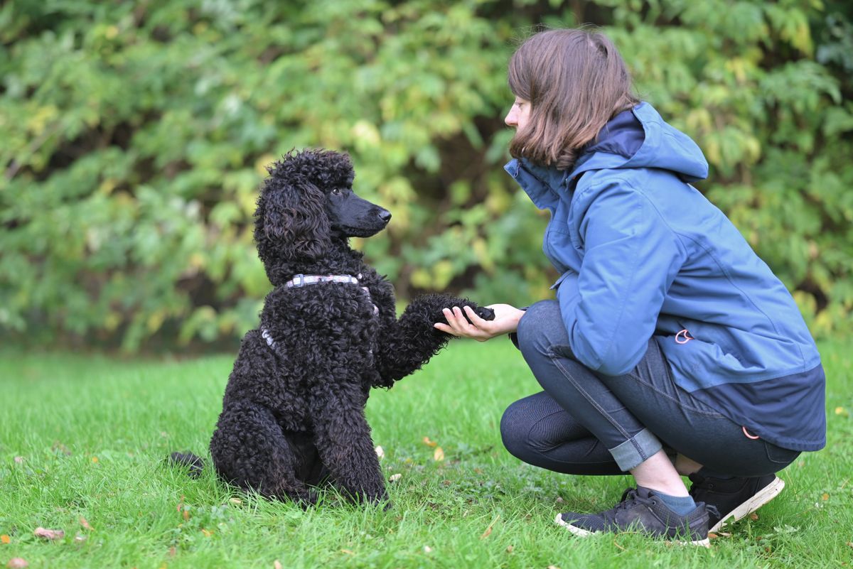 Toy Poodle solving a puzzle toy for dogs