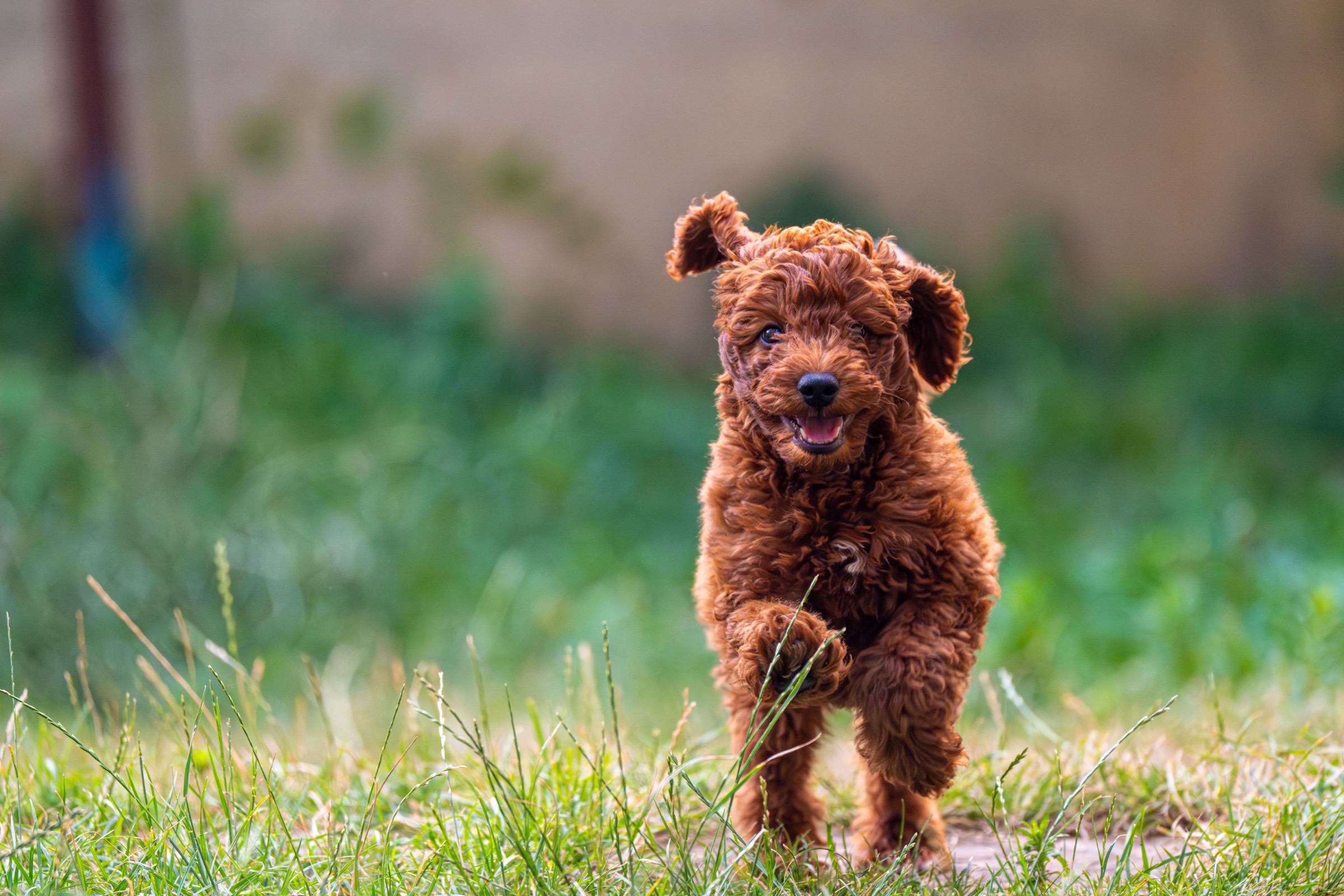 Red-brown curly Poodle puppy running happily towards you through the grass, one front paw lifted and ears flying