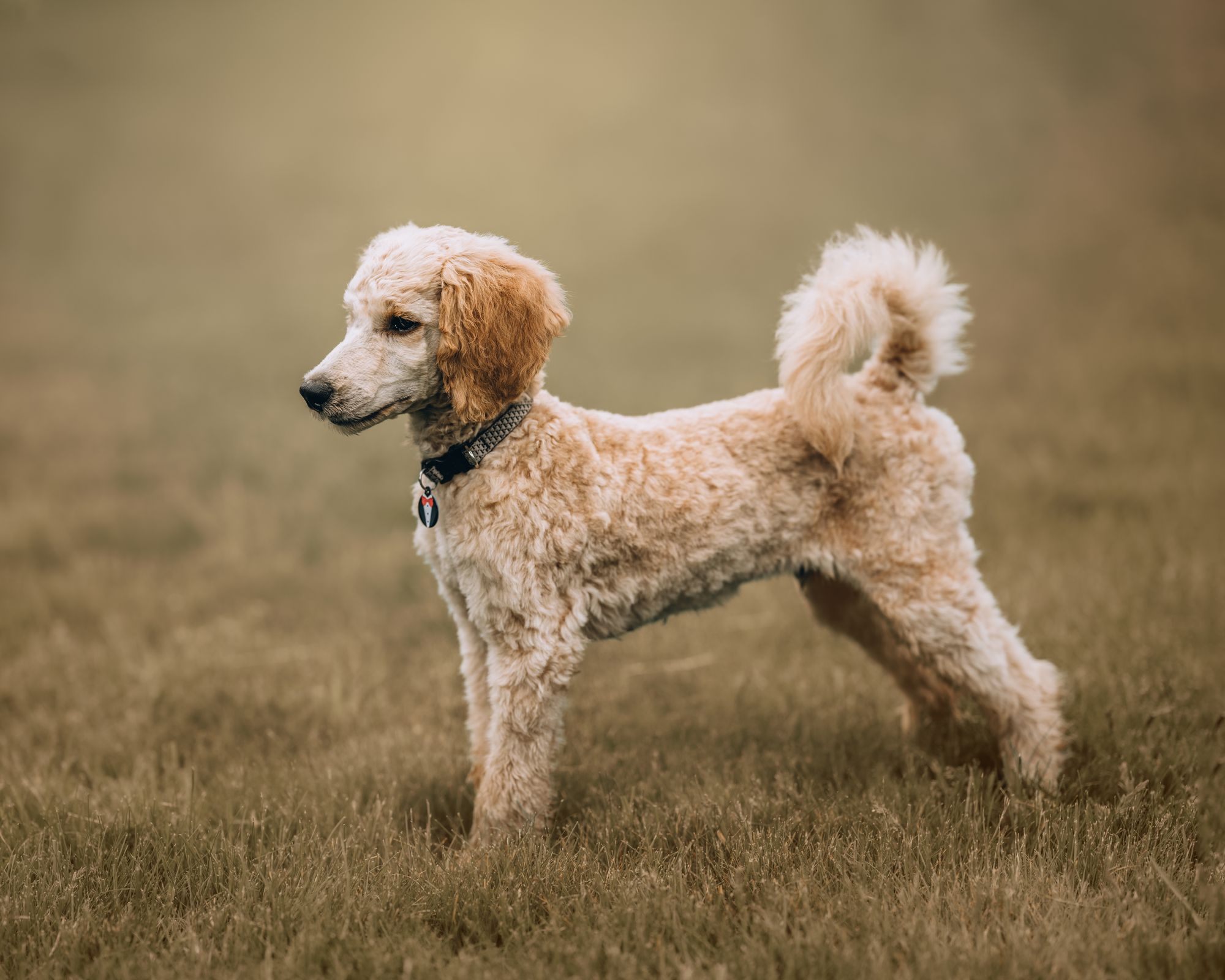 Medium Poodle puppy with its mother at a responsible breeder's home