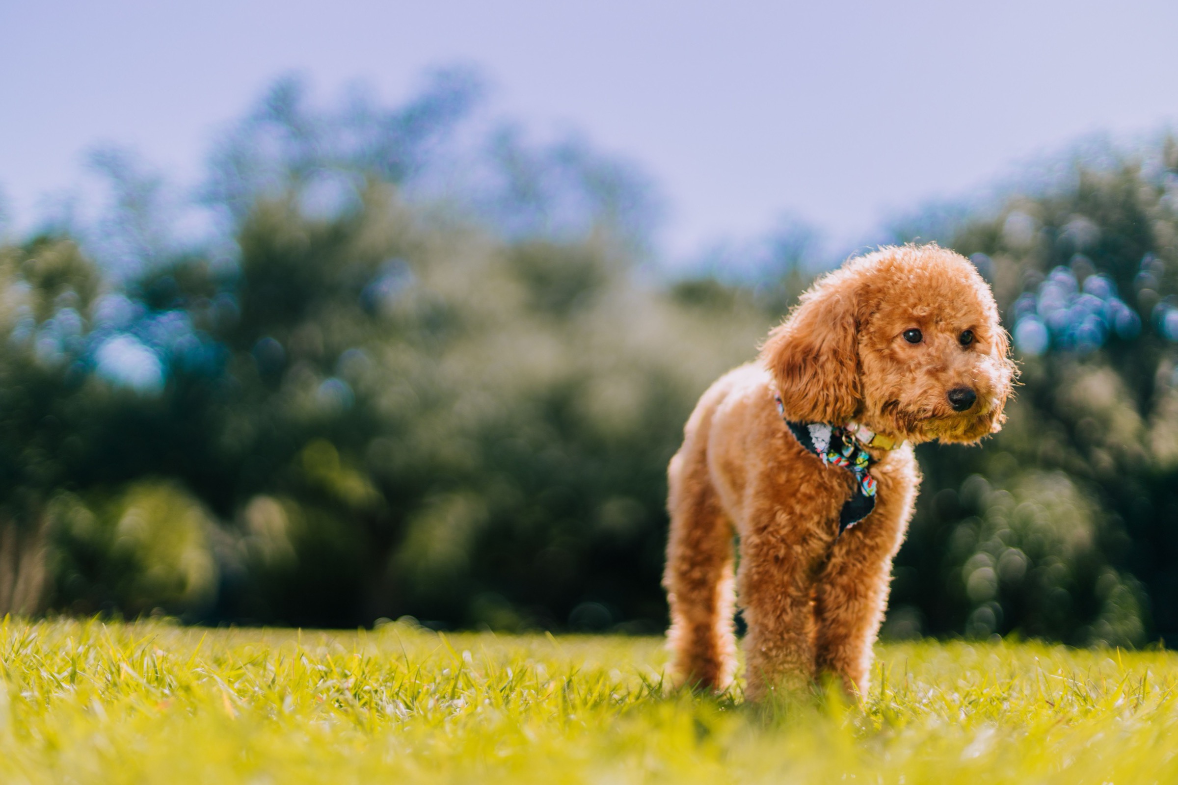 Apricot Toy Poodle with a curly coat and a bandana, standing on the grass in a park