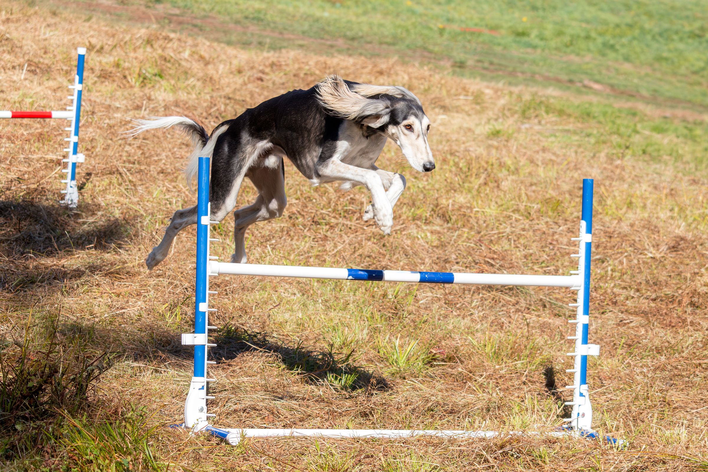 Poodle jumping over an agility hurdle on a course