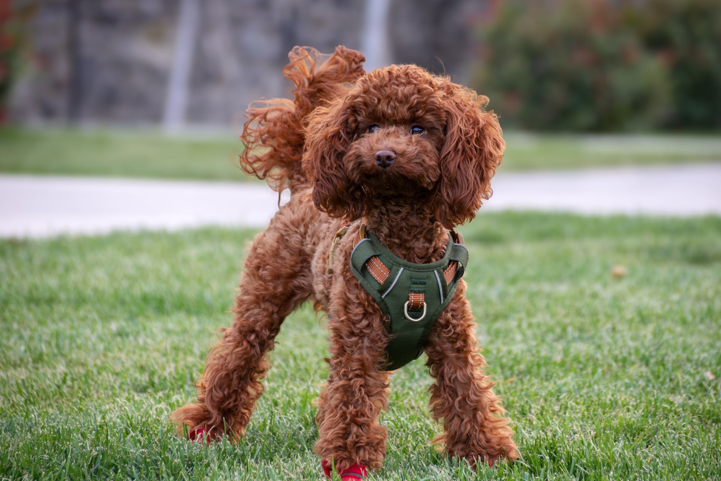 Apricot Toy Poodle with a curly coat and a green harness, standing on the grass in a park