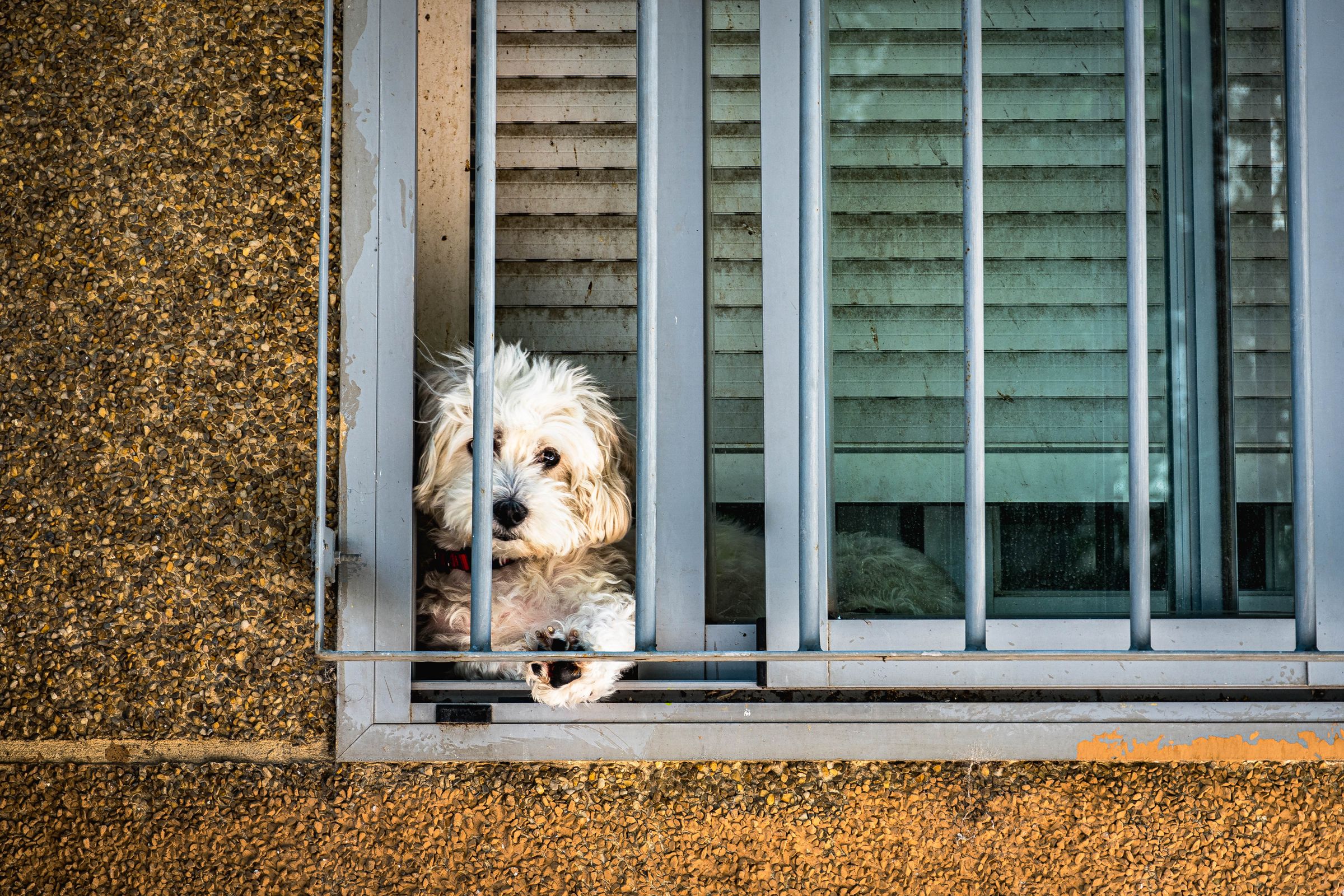 Caniche allongé sur un tapis dans un salon d'appartement lumineux