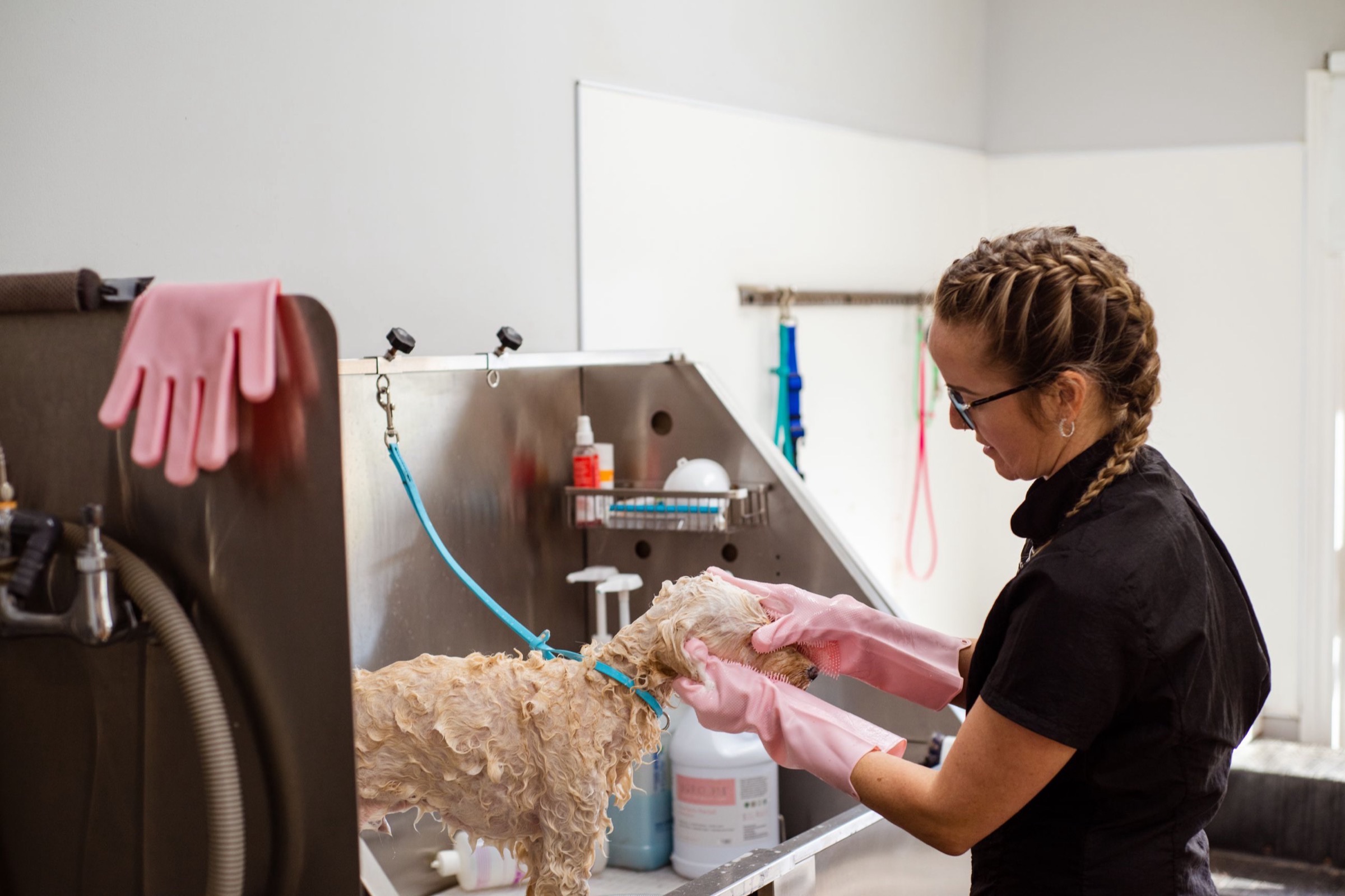 A groomer in pink rubber gloves shampooing a small apricot curly-coated dog in a stainless steel grooming tub