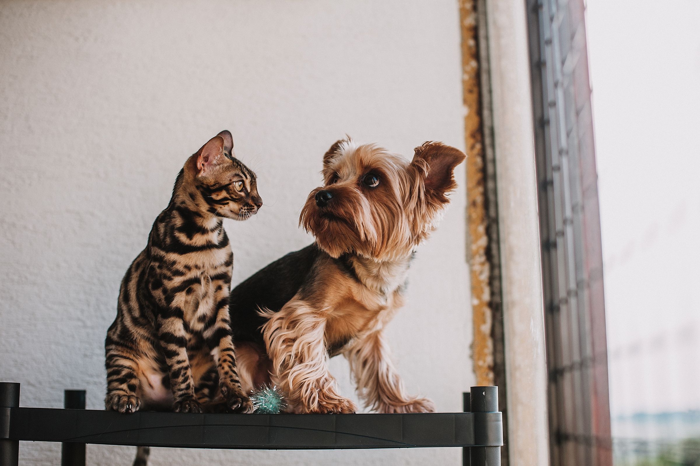 Barboncino e gatto rilassati insieme sul divano