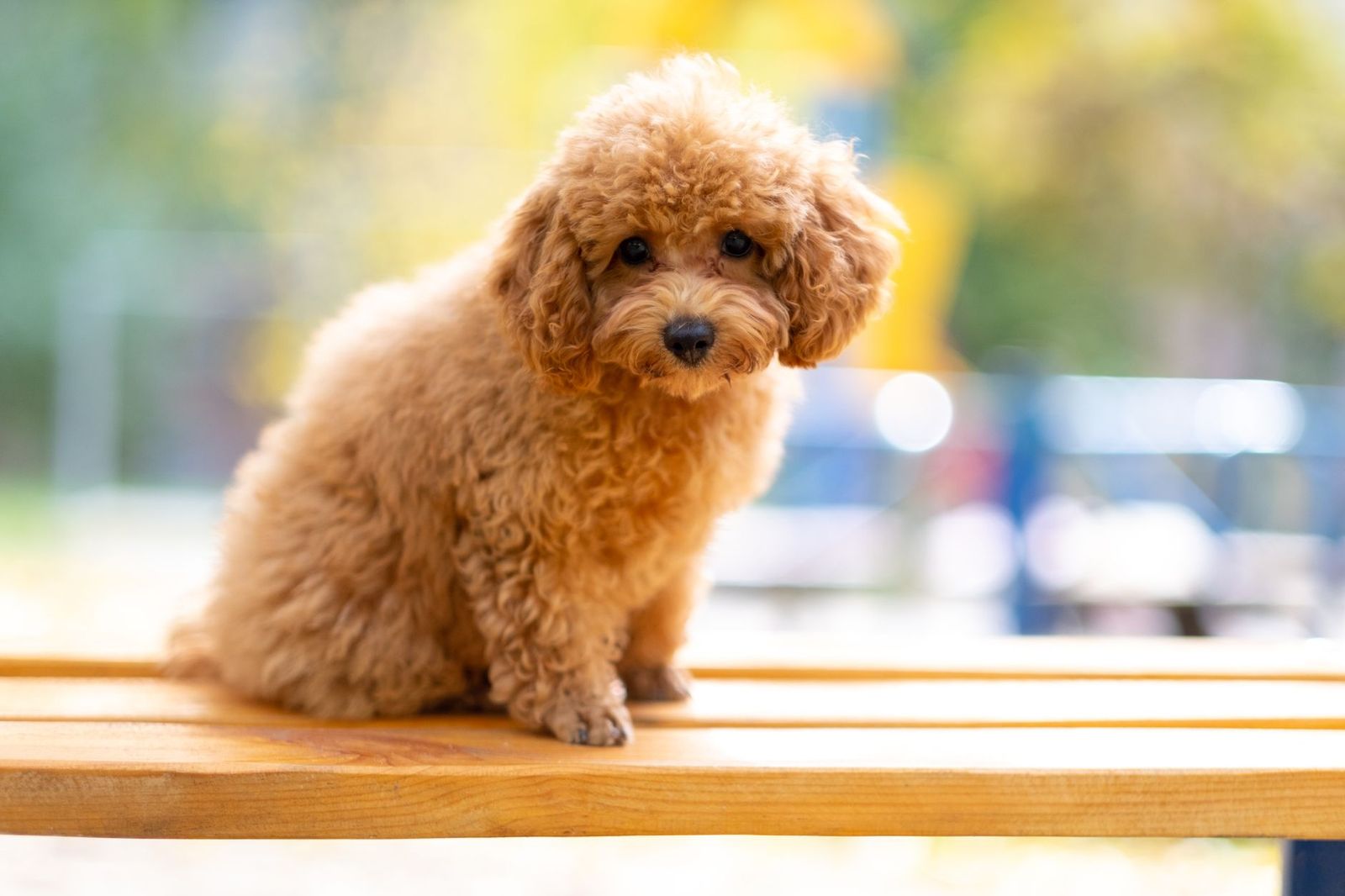 Apricot Toy Poodle puppy with a full, soft puppy coat sitting on a wooden bench