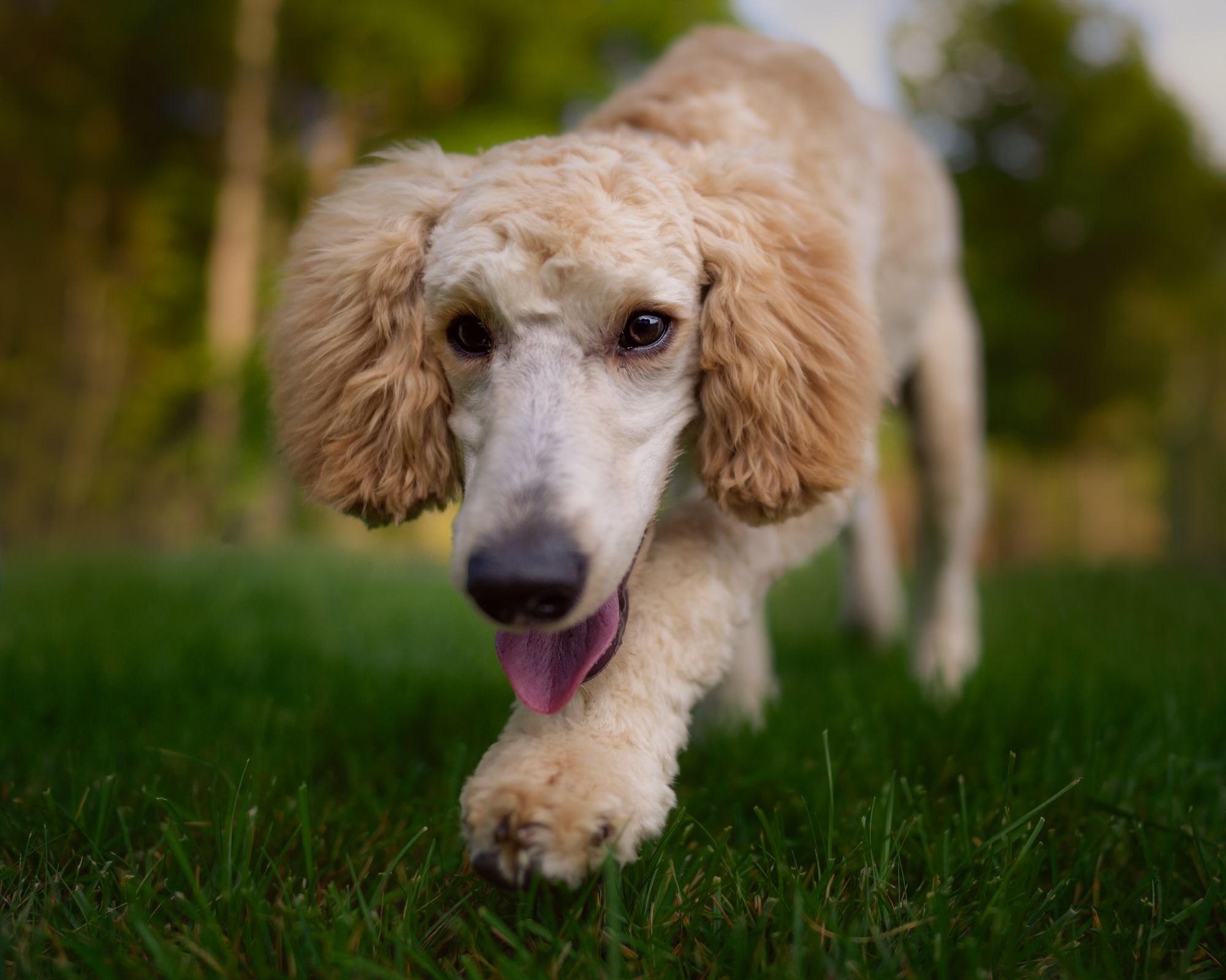 Close-up of a Poodle's drop ear being checked by its owner