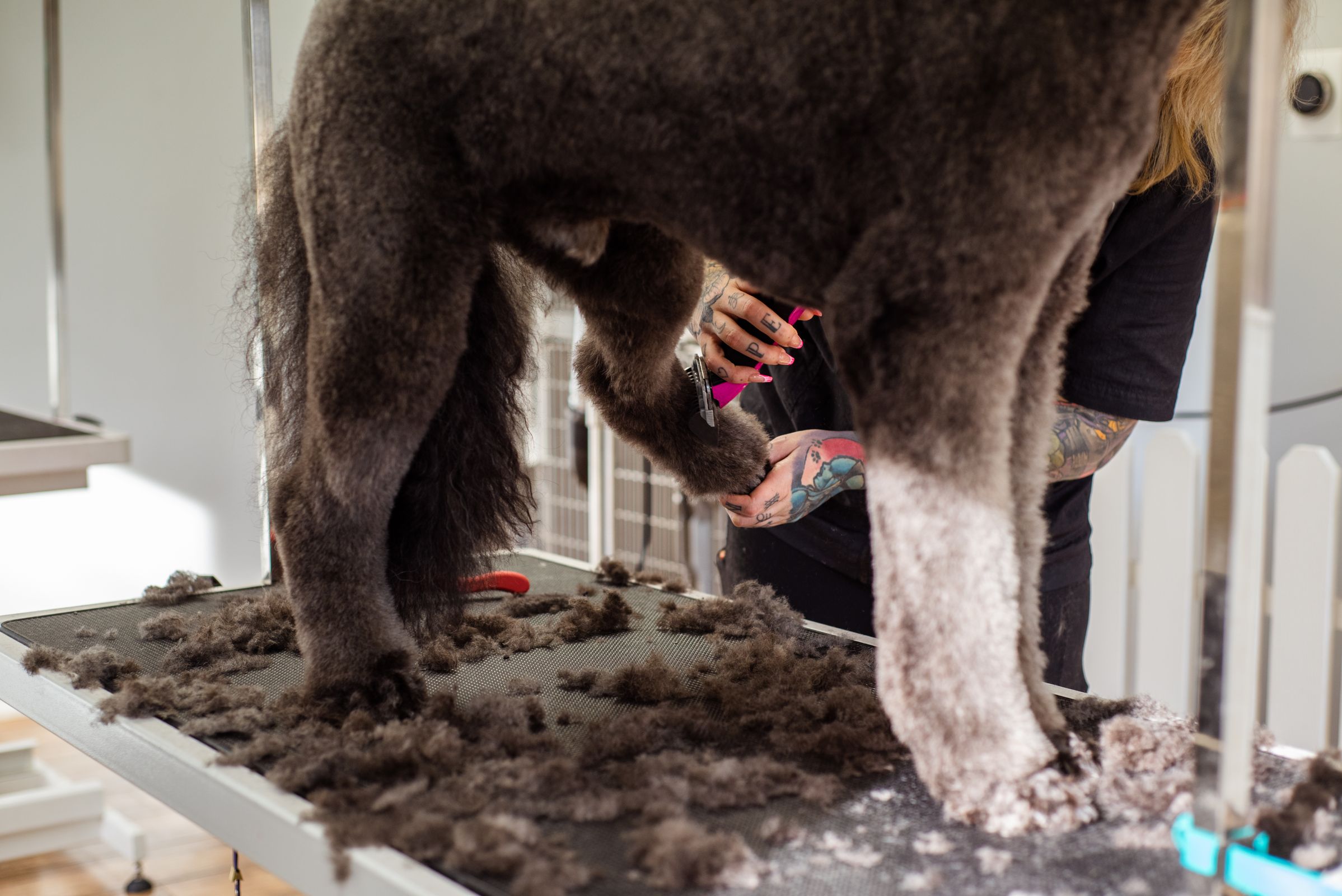 Caniche fraîchement toiletté en teddy bear cut chez le toiletteur