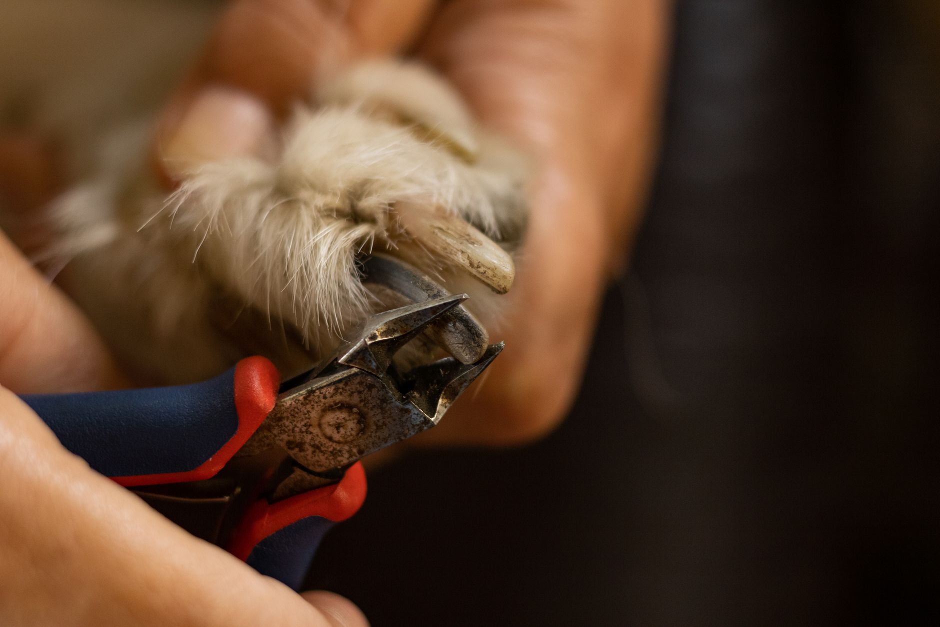 Close-up of a small fluffy dog's paw with one nail being trimmed with nail clippers