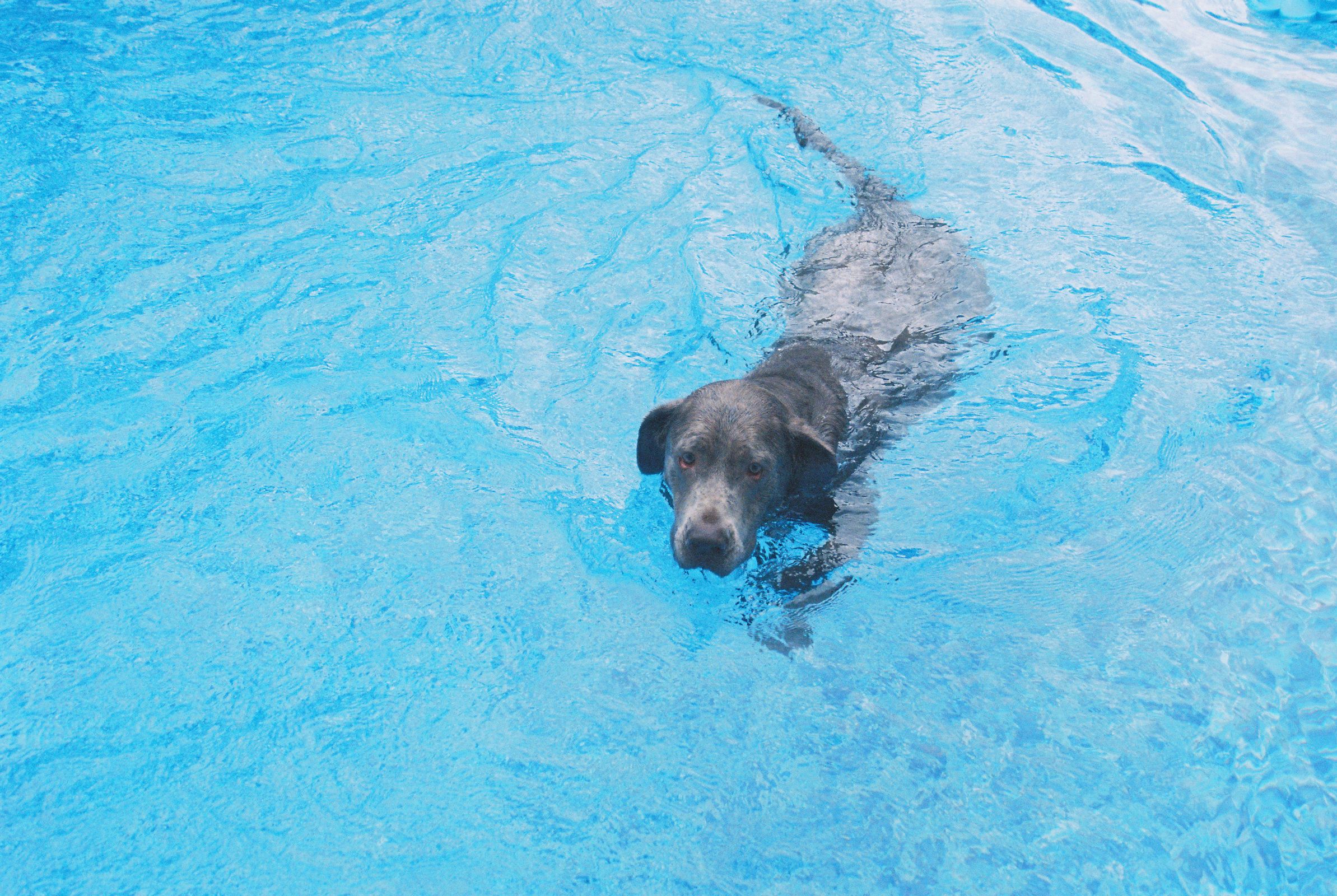 Poodle swimming happily in open water
