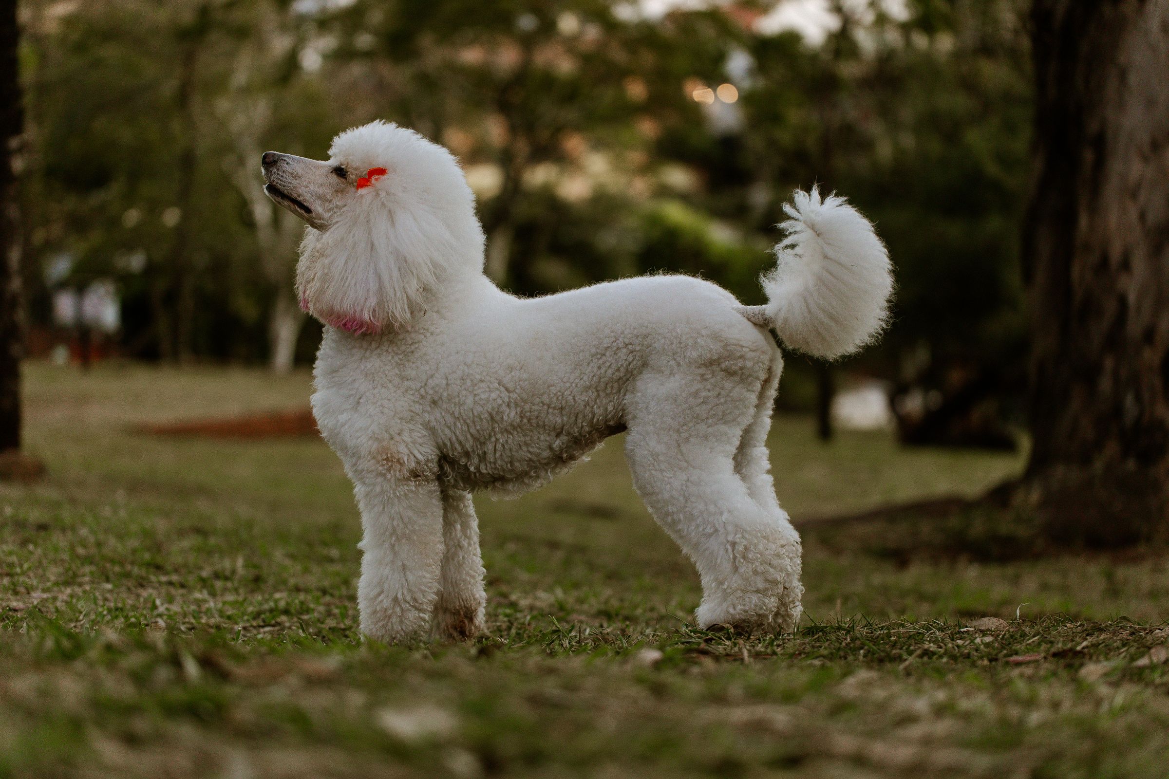 A white Poodle standing in profile on the grass in a park, tail carried high with a pompon at the tip