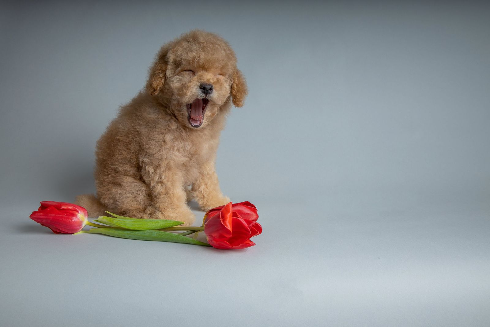 Apricot Toy Poodle puppy yawning with its mouth wide open, next to red tulips