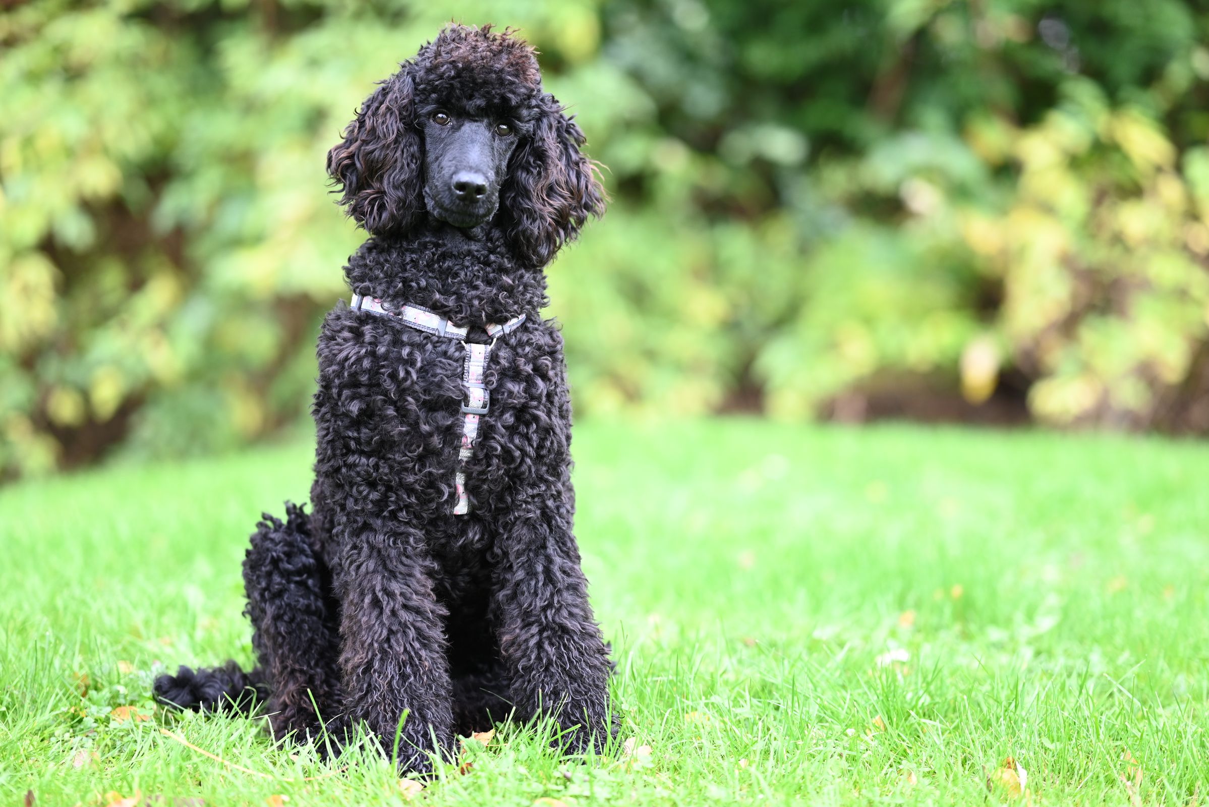 Caniche senior au museau grisonnant couché paisiblement dans son panier