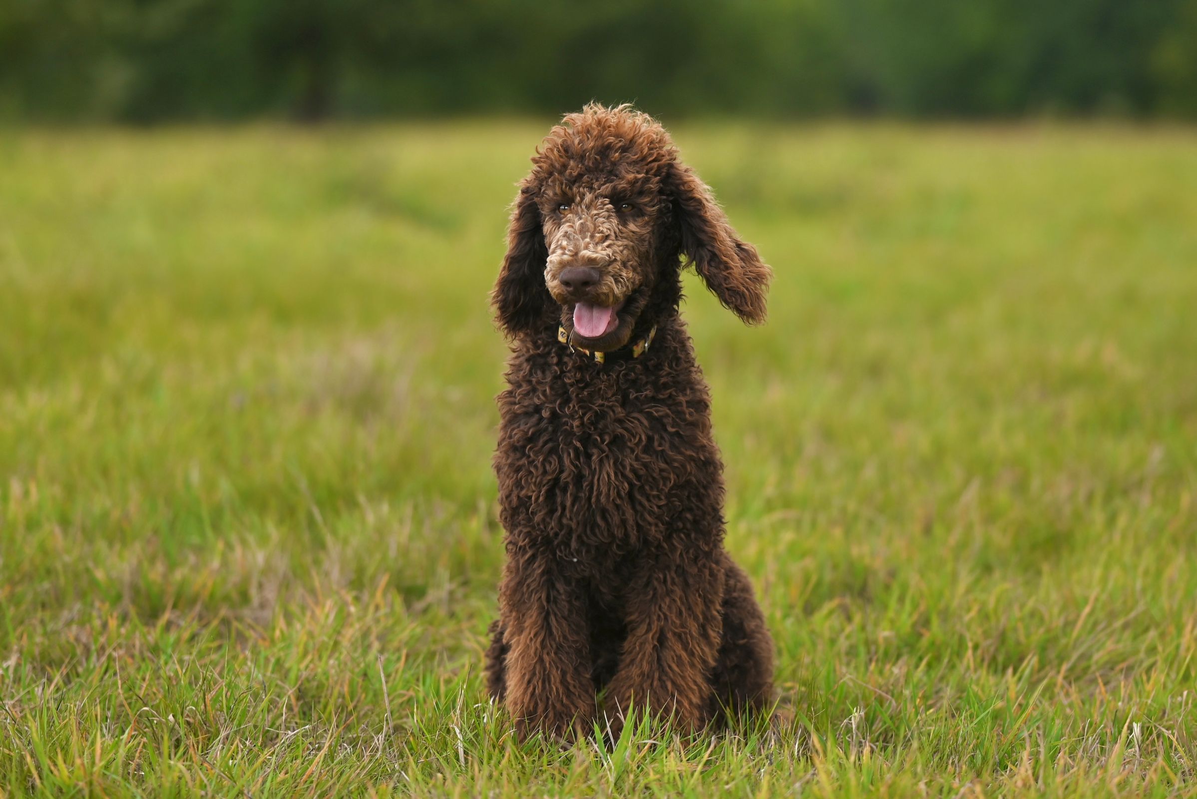 Standard Poodle puppies with their mother at a responsible breeder's home