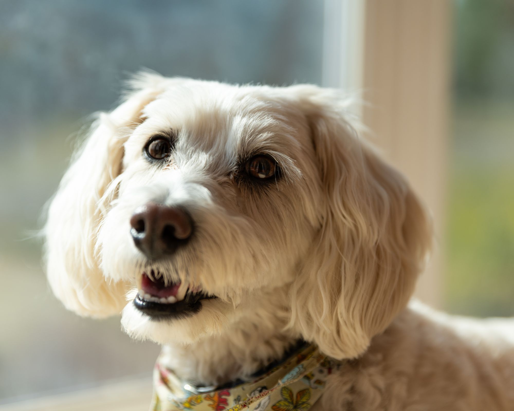 White Poodle with reddish-brown tear stains under its eyes