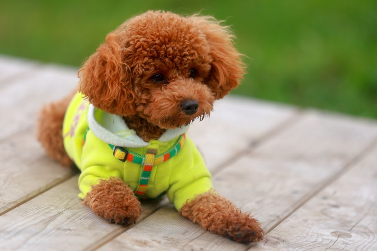 Alert Toy Poodle looking attentively at its owner