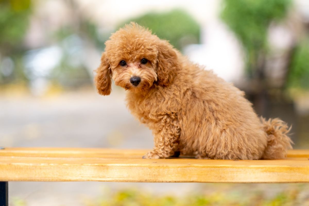 Toy Poodle puppy sitting next to a piggy bank