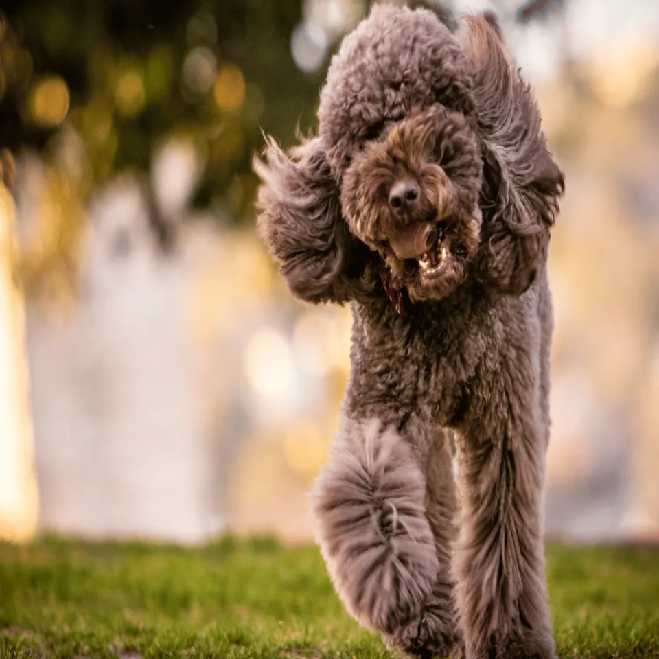 poodle fits you?